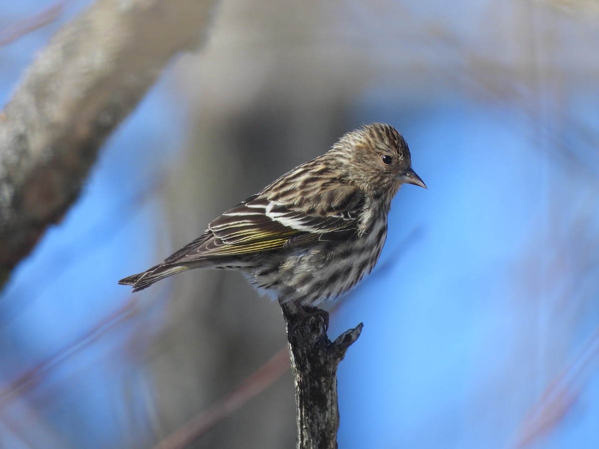 Pine Siskin - ML652422810
