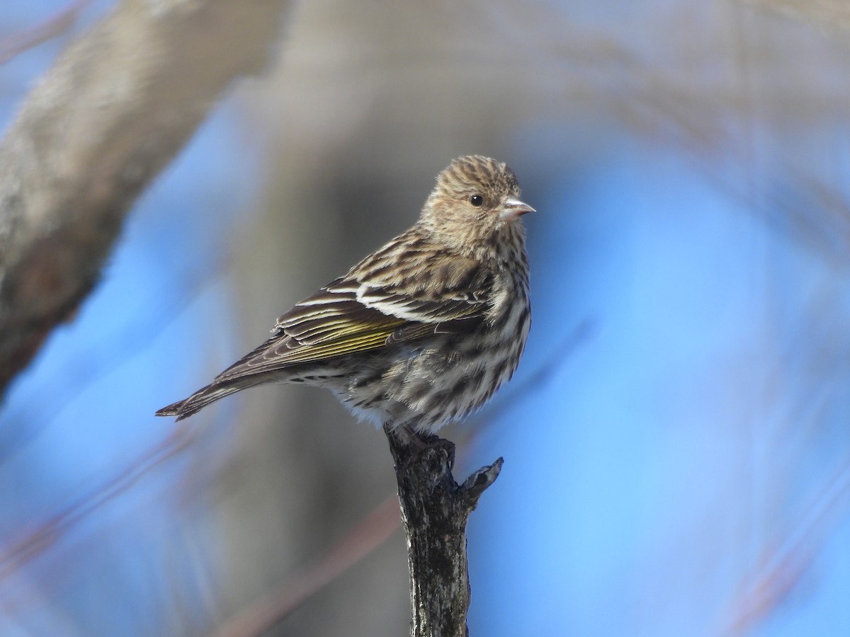 Pine Siskin - ML652422811