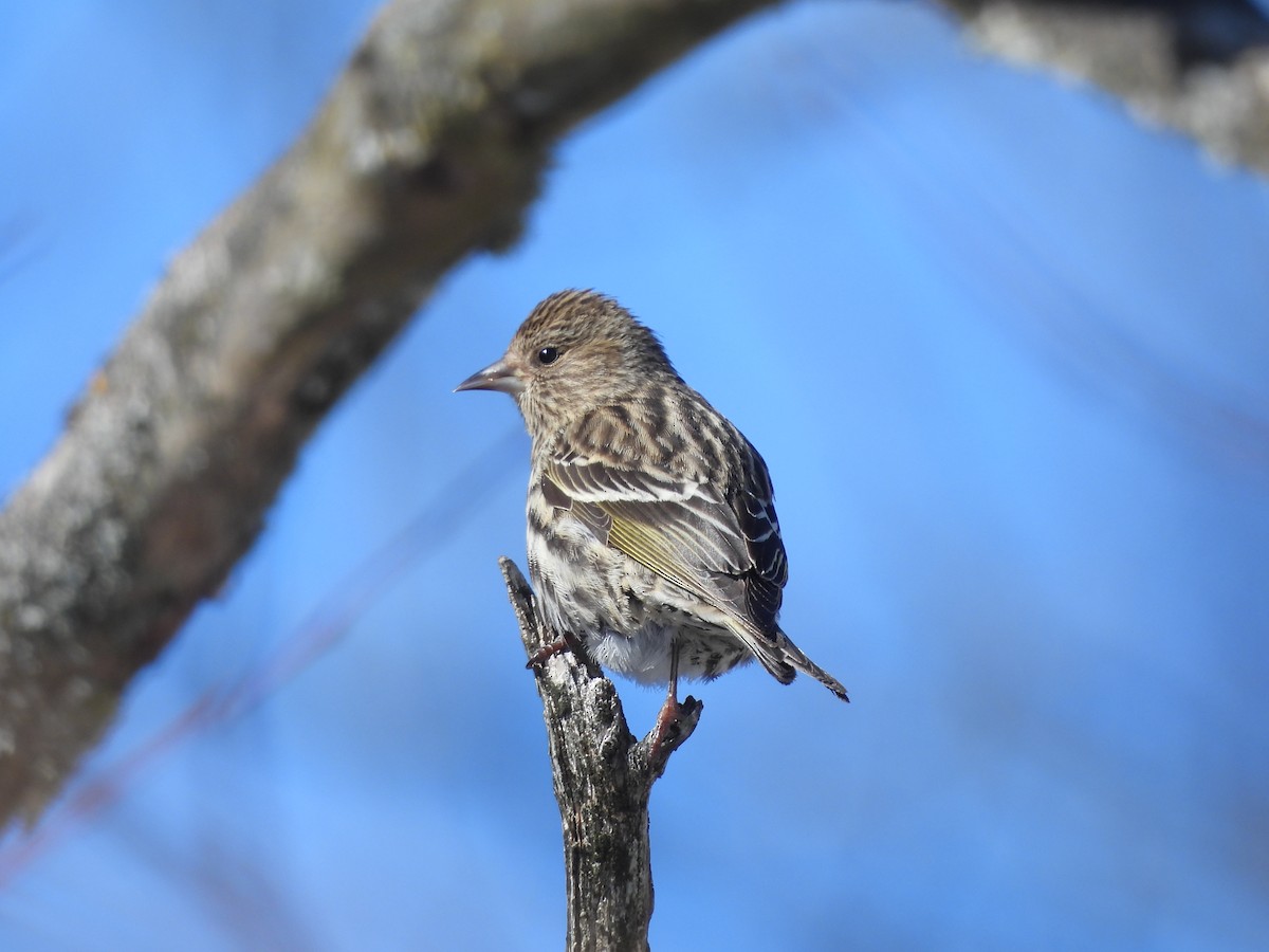 Pine Siskin - ML652422812