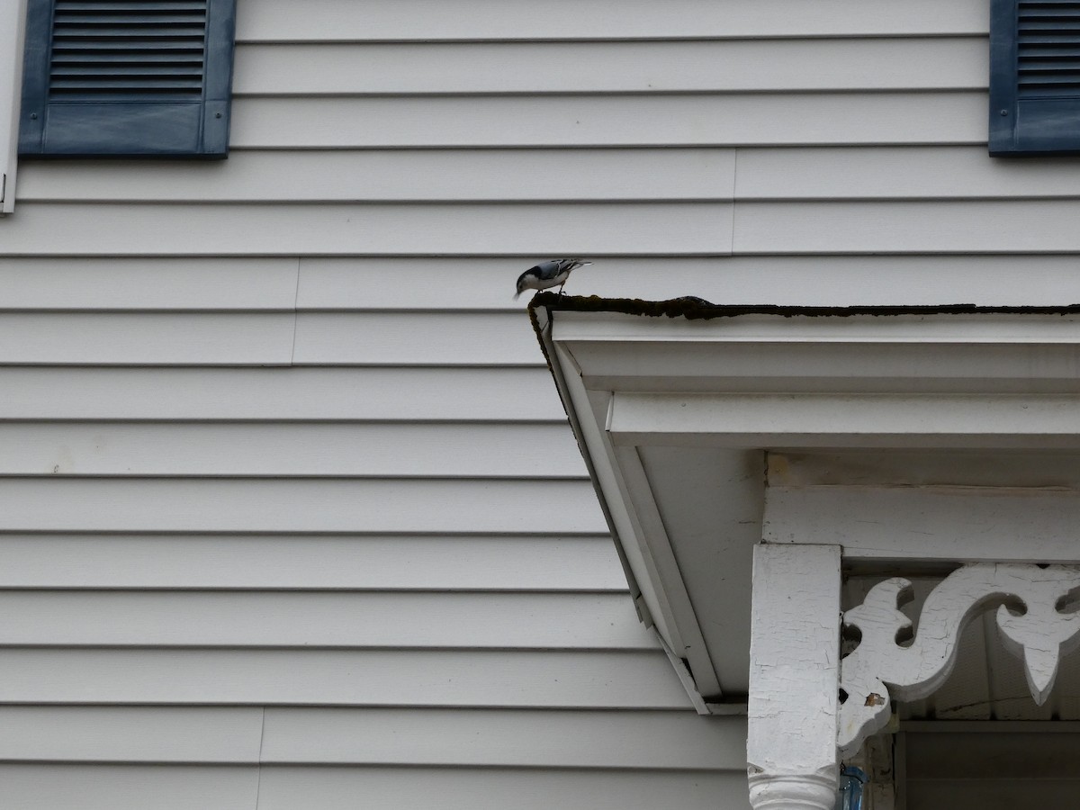 Beyaz Göğüslü Sıvacı - ML652422829