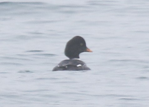 북방흰뺨오리 - ML652423157