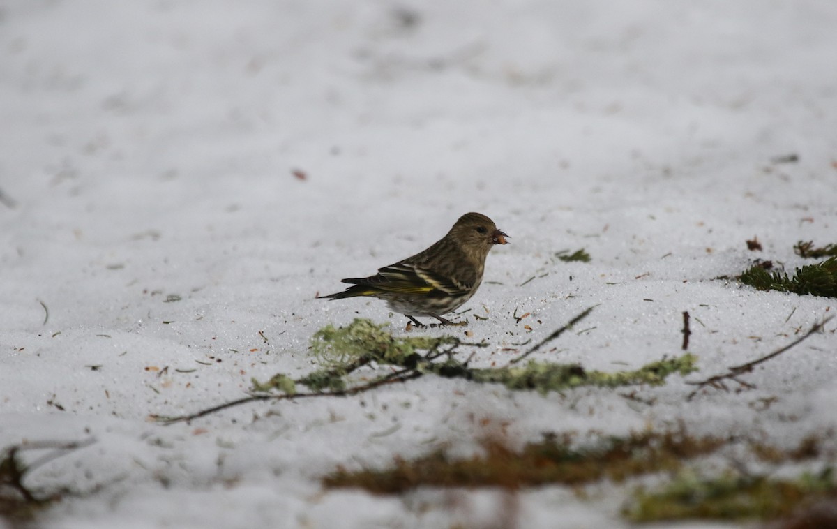 Pine Siskin - ML652423267