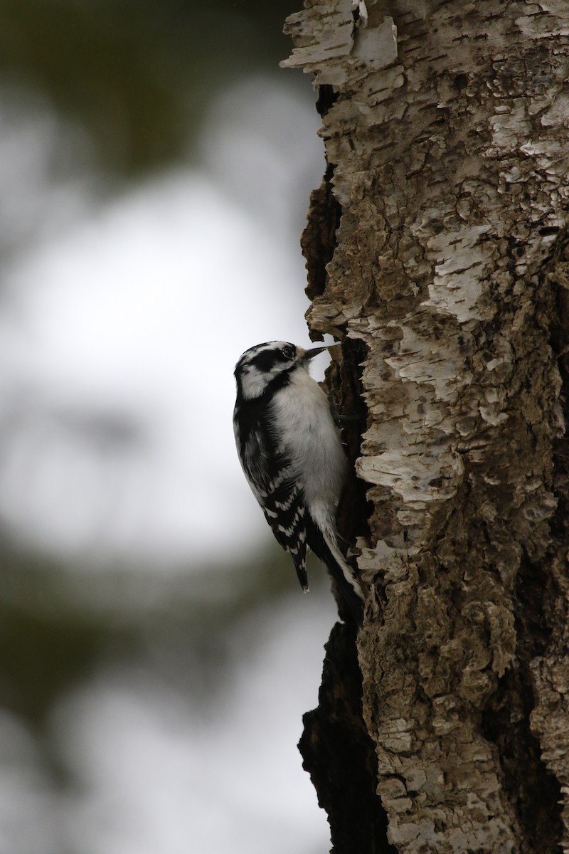 Downy Woodpecker - ML652423337