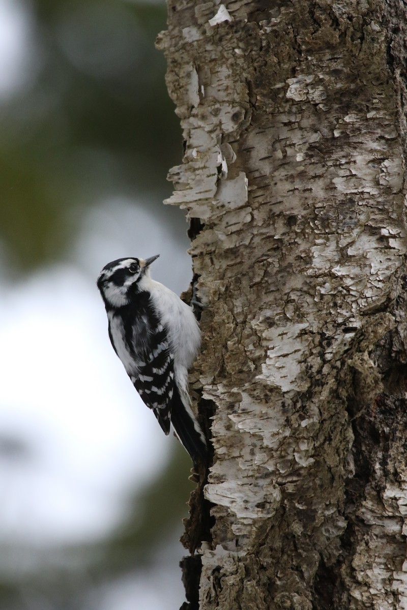 Downy Woodpecker - ML652423338