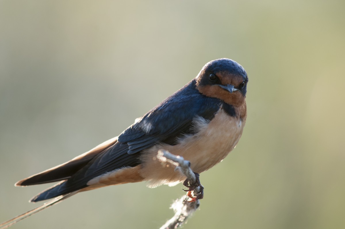 låvesvale - ML652423475