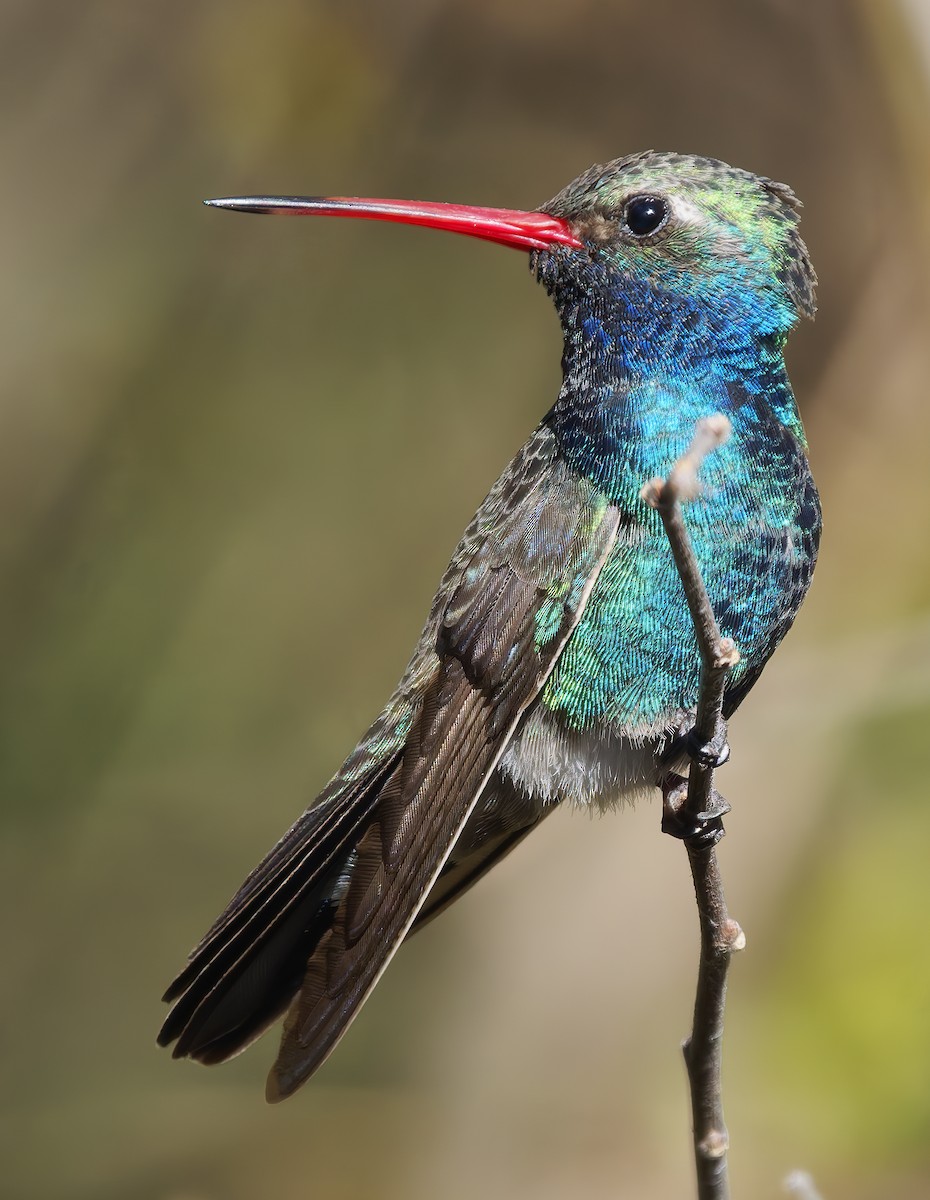 Geniş Gagalı Kolibri - ML652423517