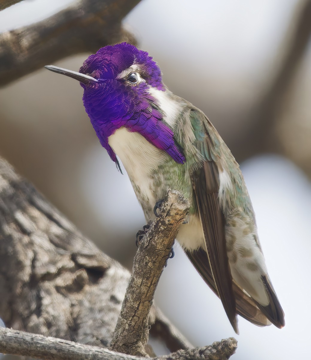 Costa Kolibrisi - ML652423537