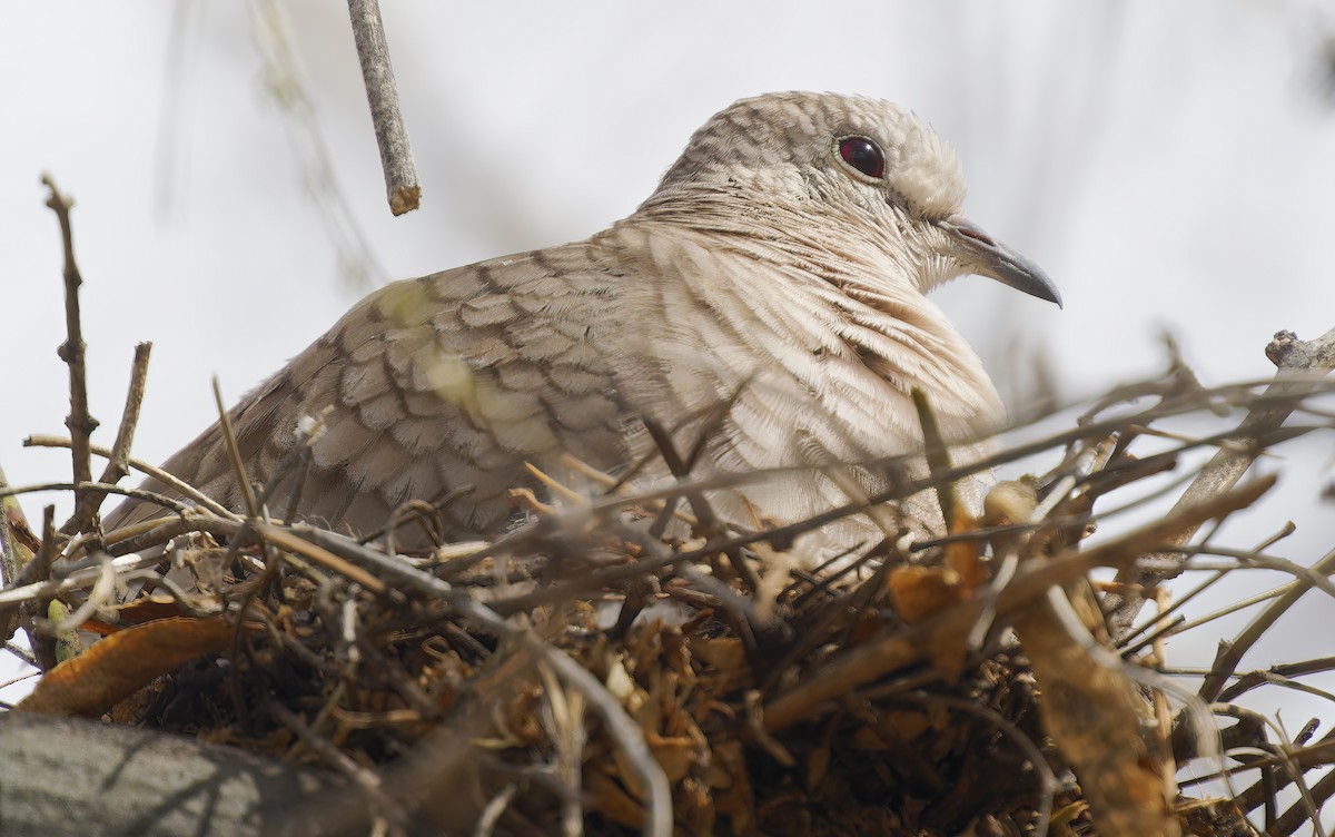 İnka Serçe Kumrusu - ML652423547