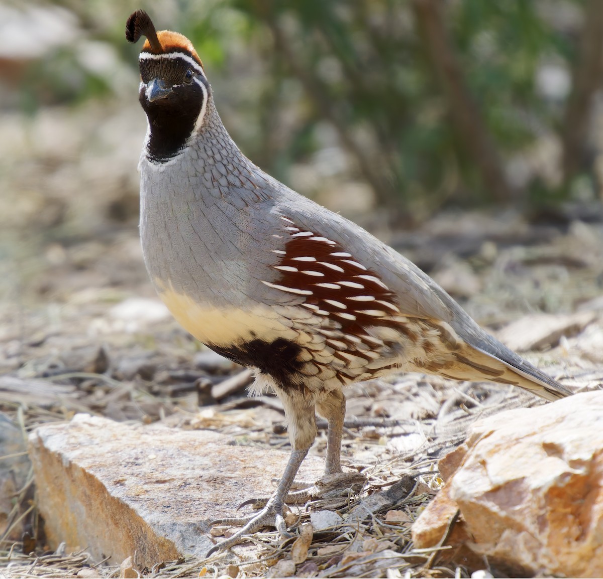 Gambel Kolini - ML652423559