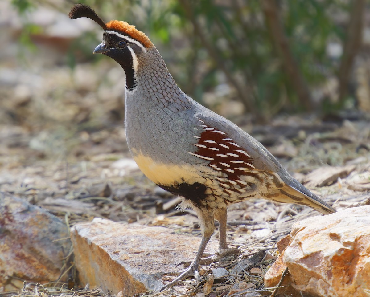 Gambel Kolini - ML652423561