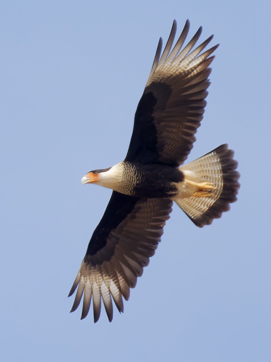 Tepeli Karakara (cheriway) - ML652423577