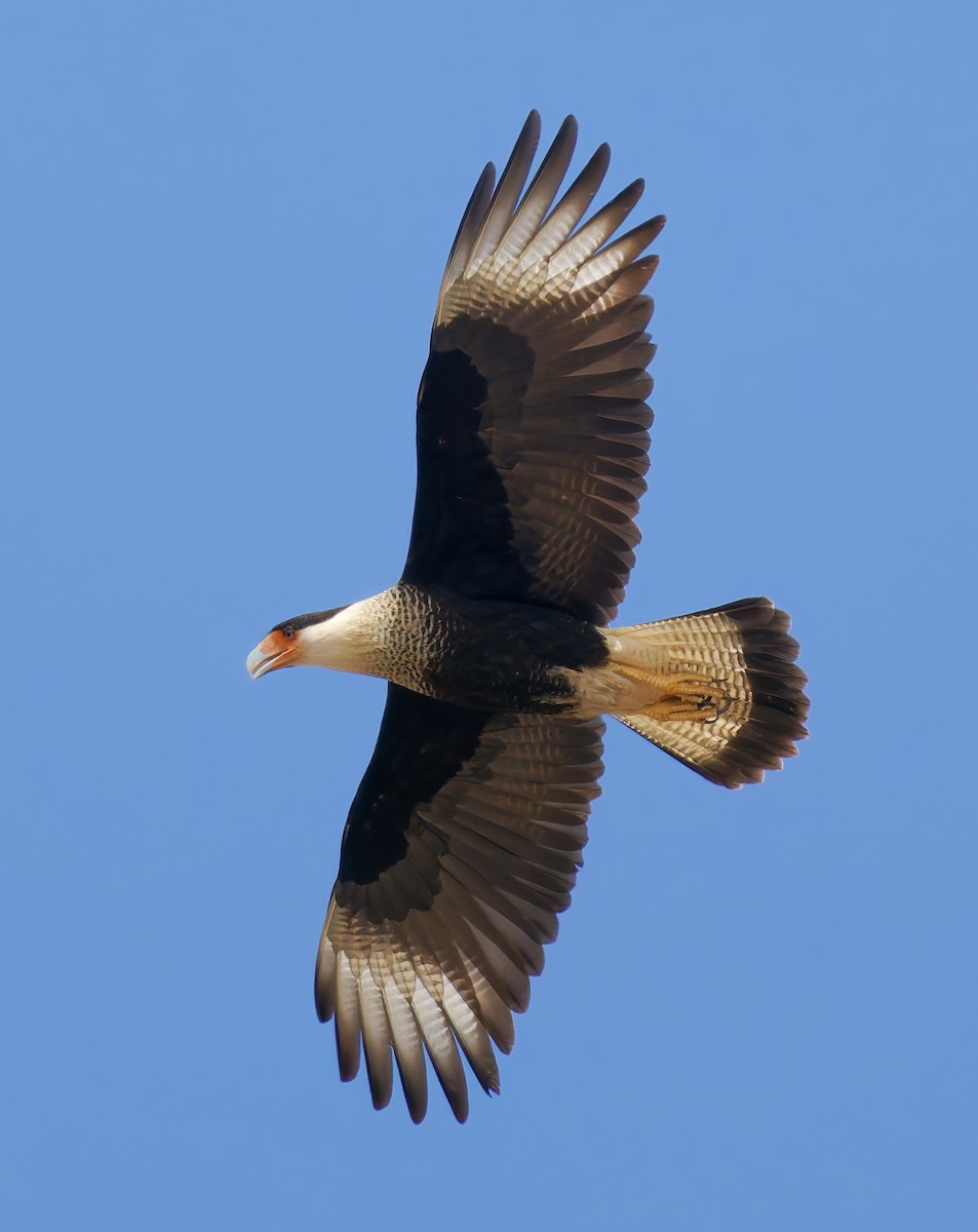 Tepeli Karakara (cheriway) - ML652423586