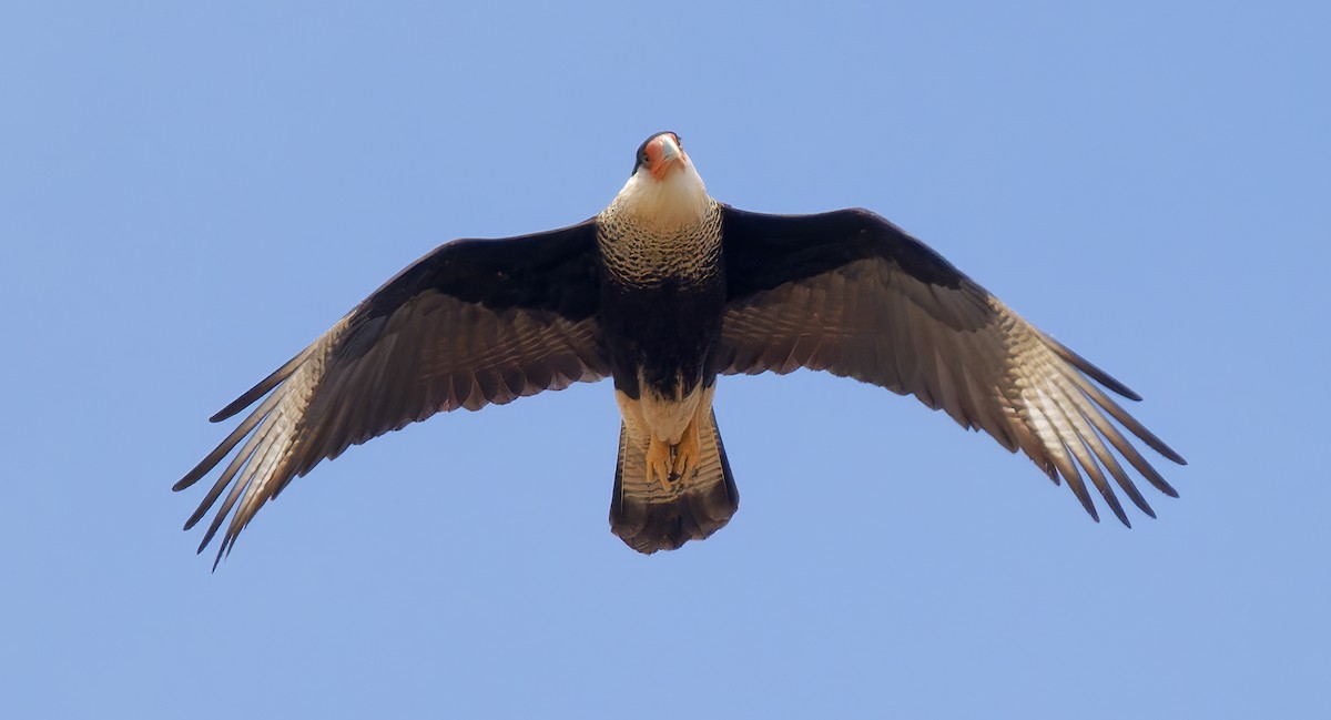 Tepeli Karakara (cheriway) - ML652423587