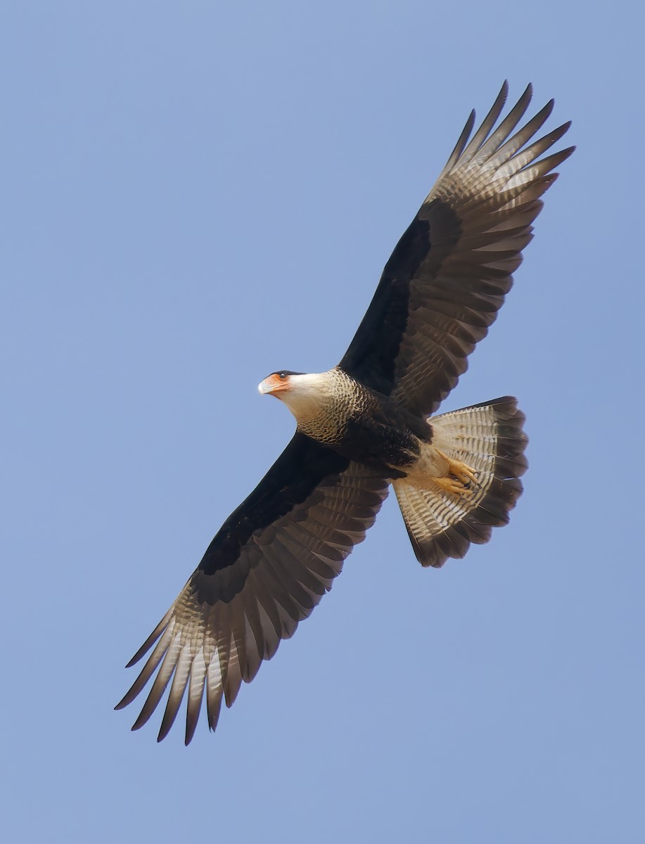 Tepeli Karakara (cheriway) - ML652423597