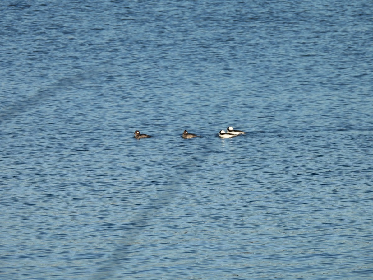 Bufflehead - ML652423651