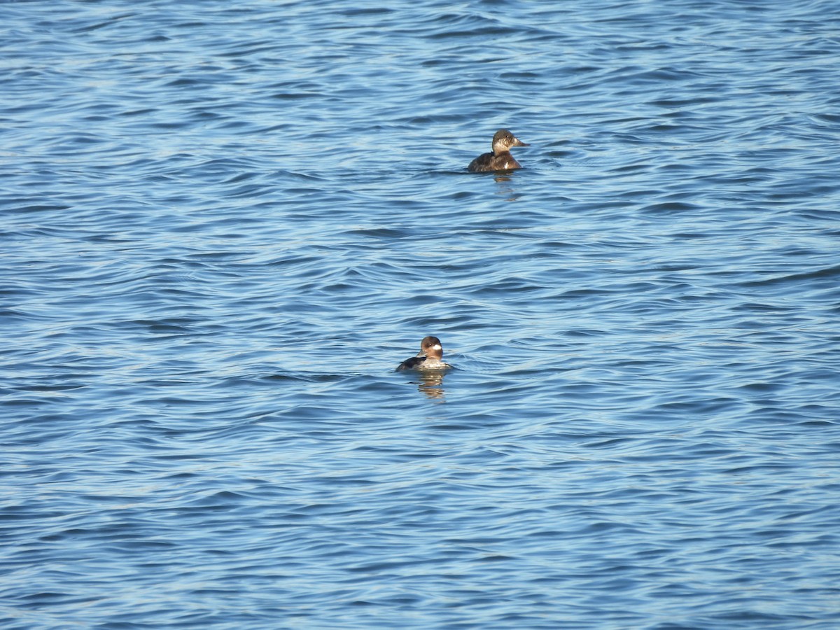Bufflehead - ML652423652