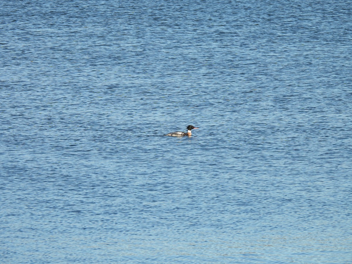 紅胸秋沙 - ML652423660