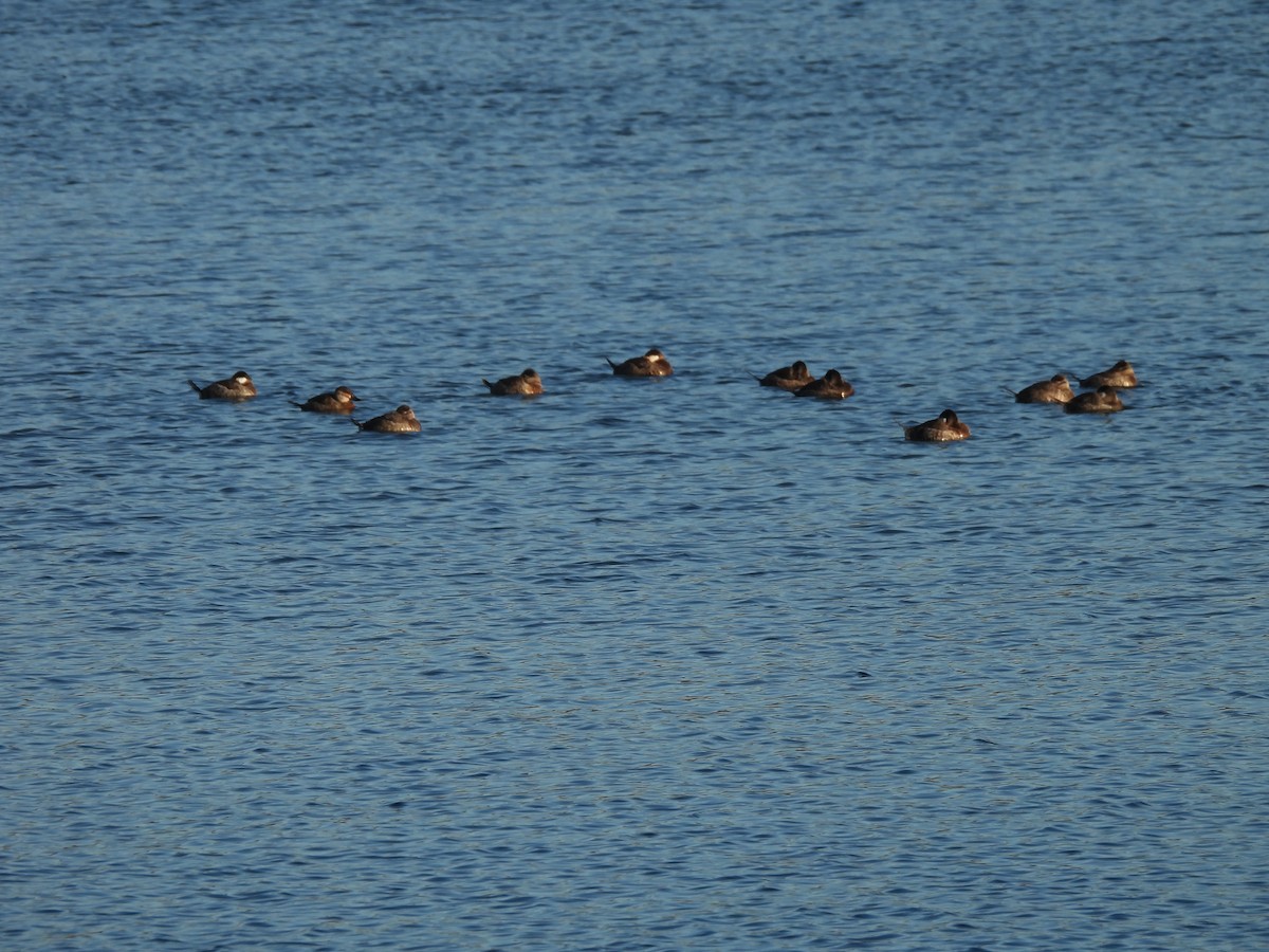 Ruddy Duck - ML652423668