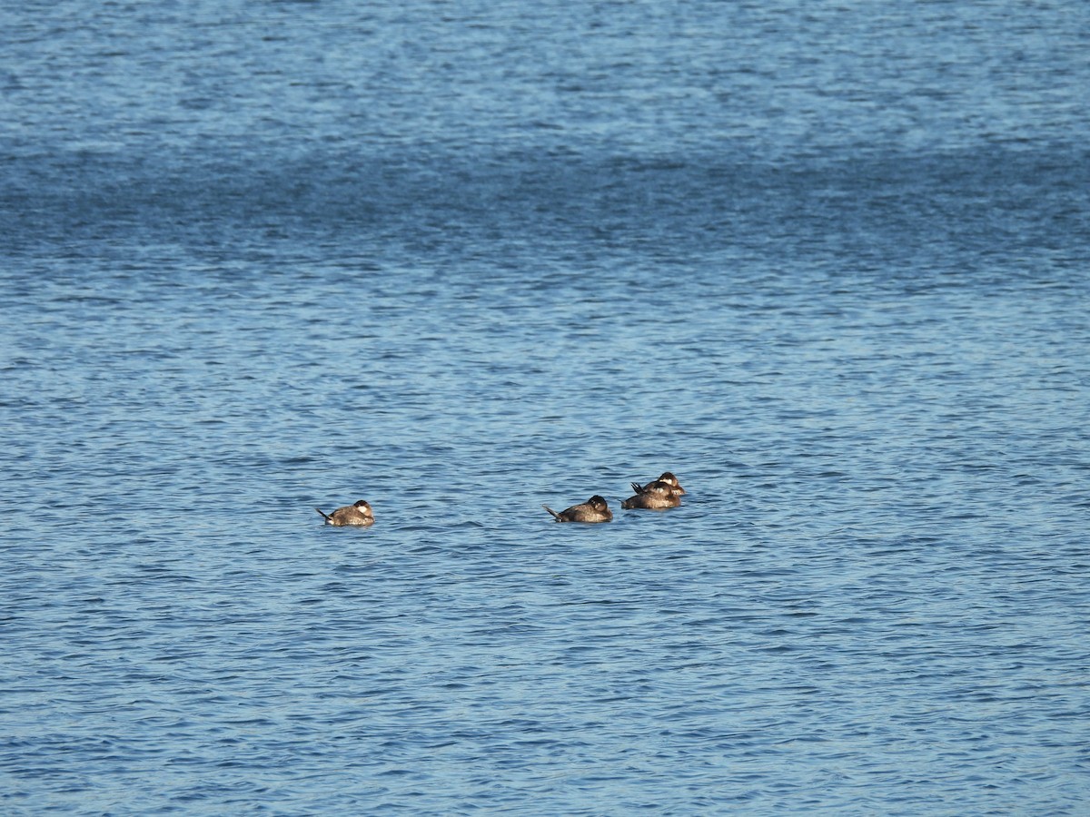 Ruddy Duck - ML652423669