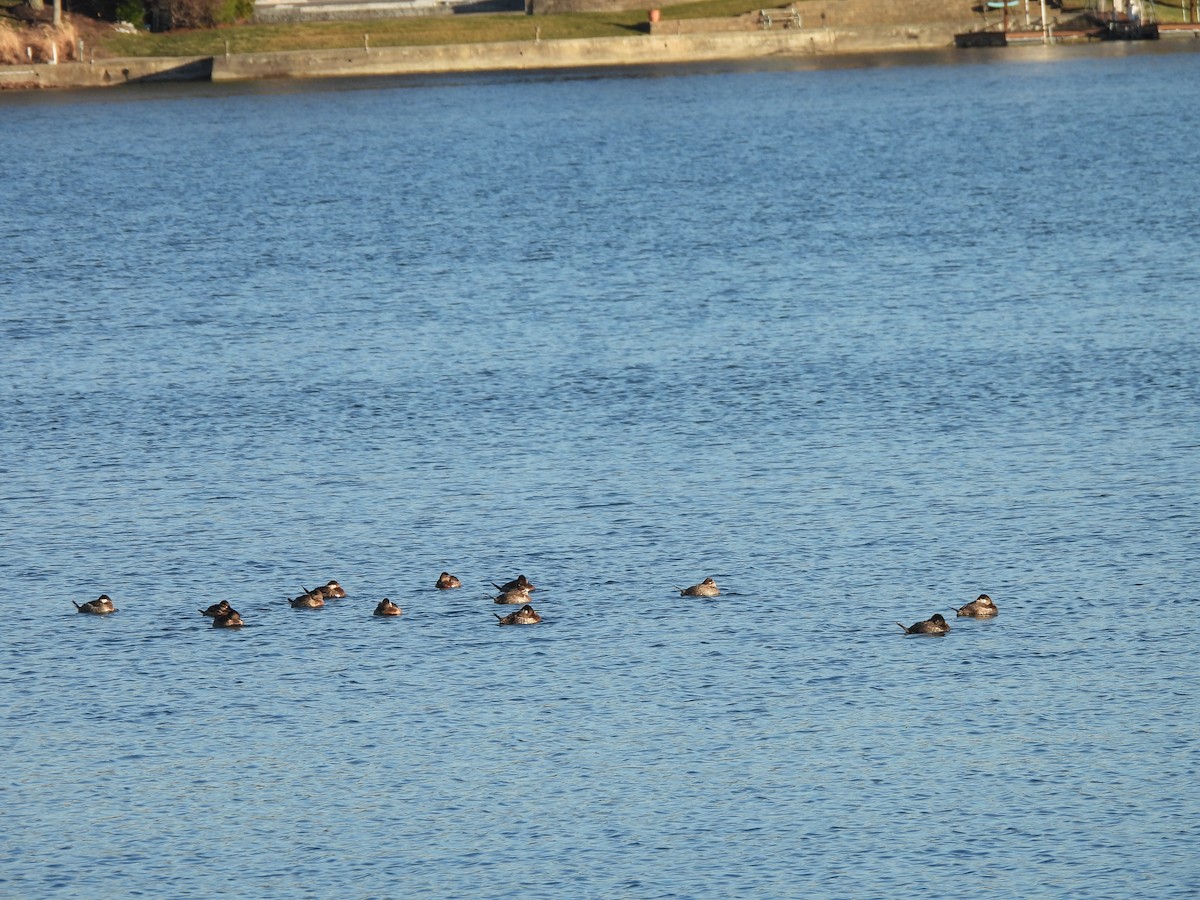 Ruddy Duck - ML652423688