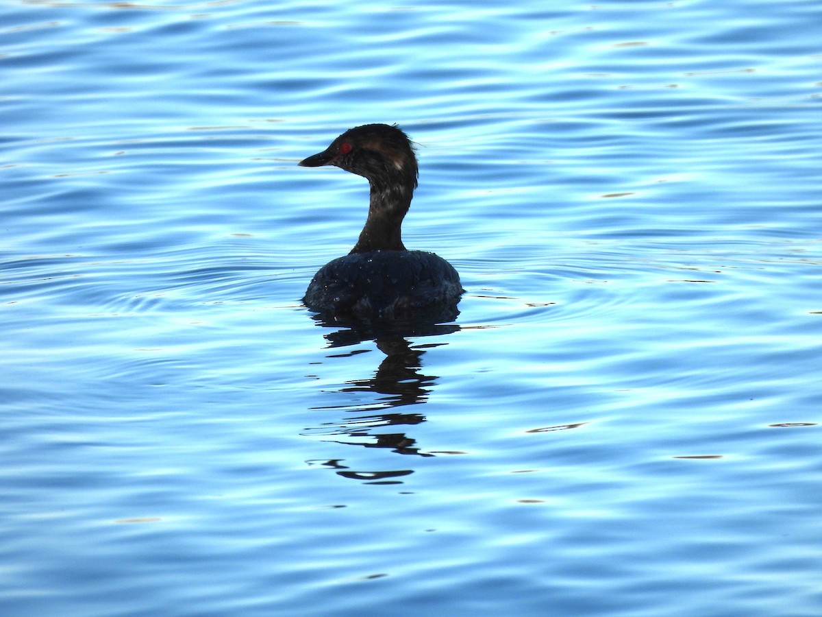 角鸊鷉 - ML652423726