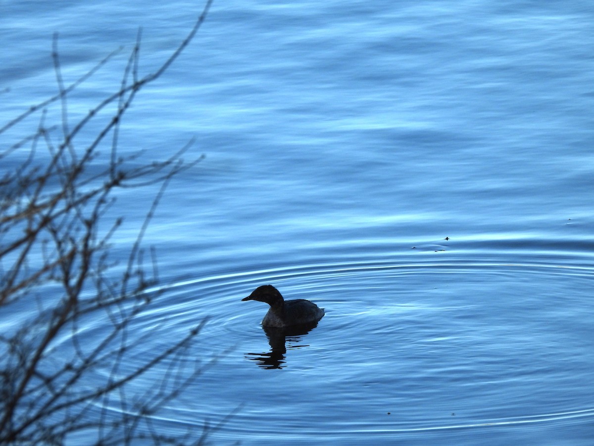 角鸊鷉 - ML652423733