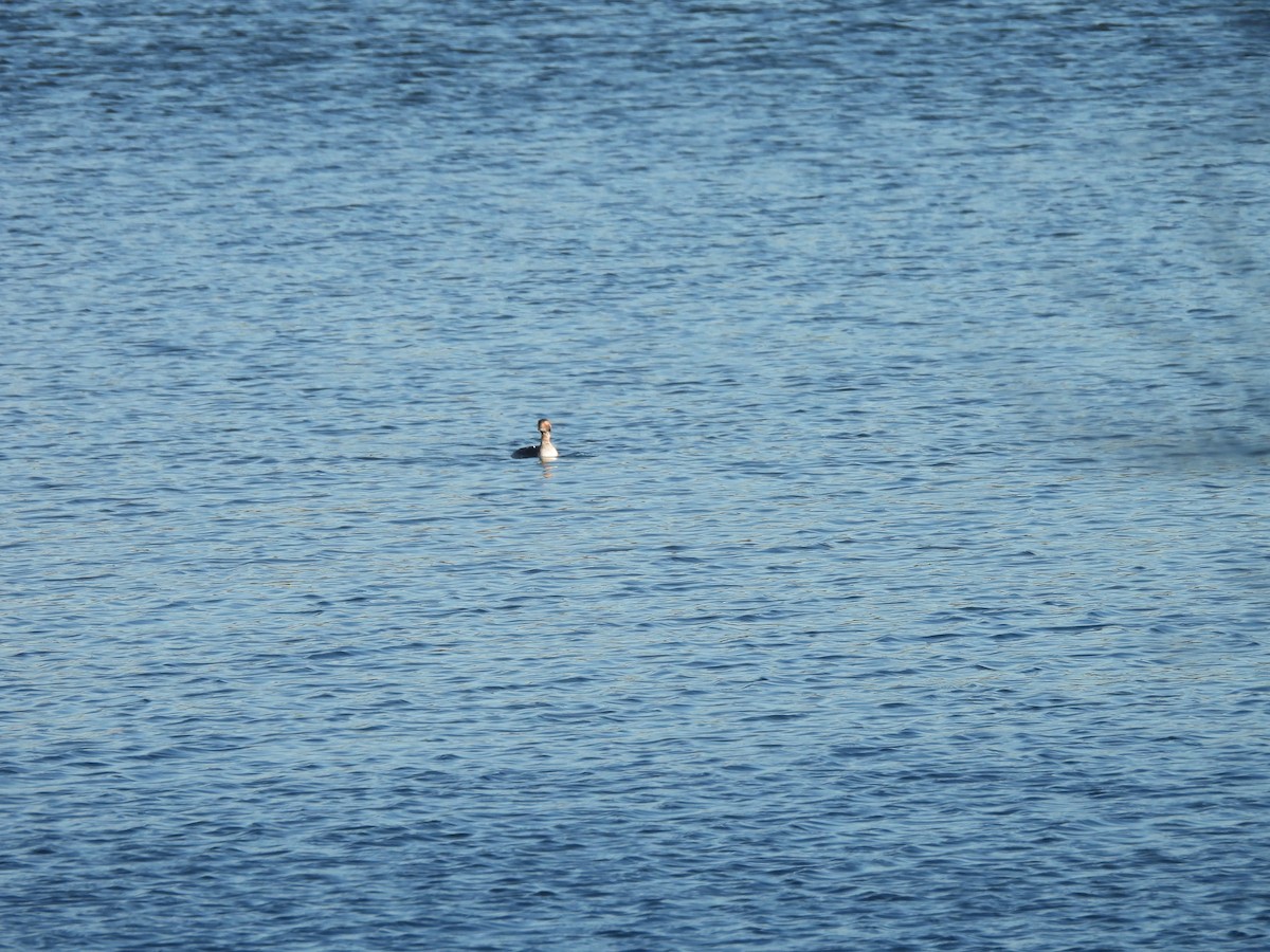 角鸊鷉 - ML652423739