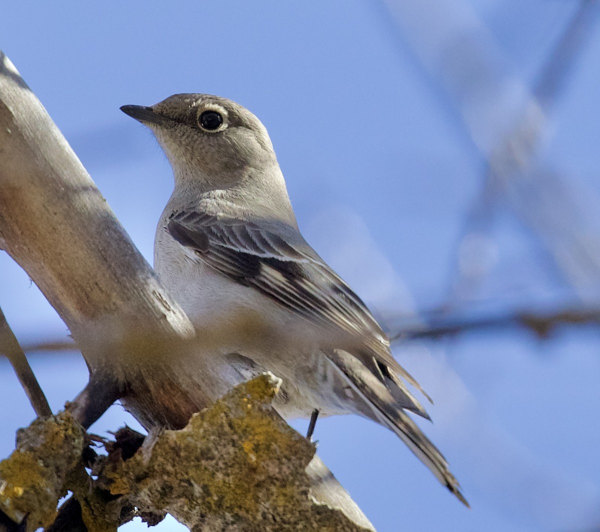 gråsolitærtrost - ML652423879