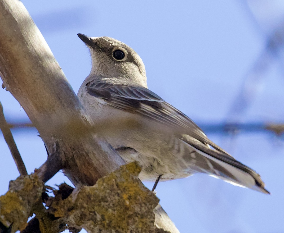 gråsolitærtrost - ML652423901