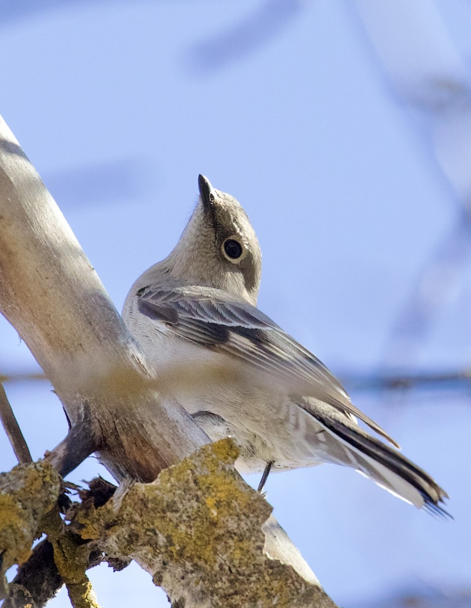 gråsolitærtrost - ML652423910