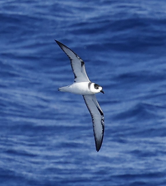 Pétrel à col blanc - ML652424316