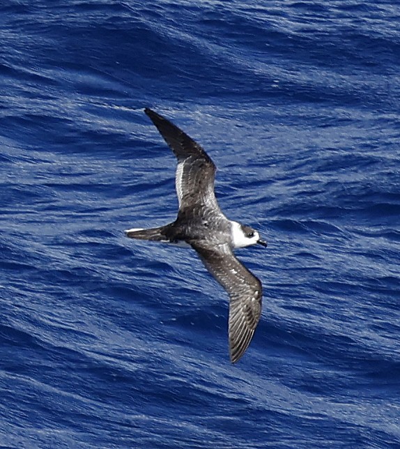 Pétrel à col blanc - ML652424317