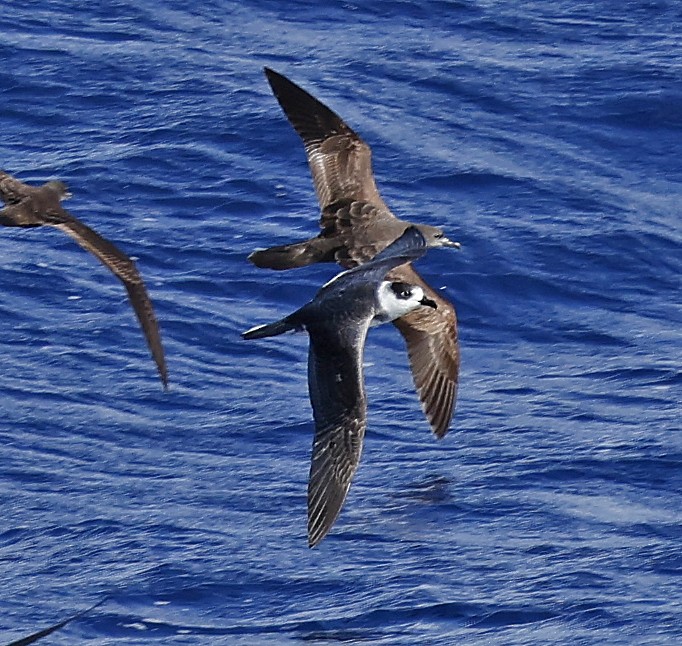 Pétrel à col blanc - ML652424318