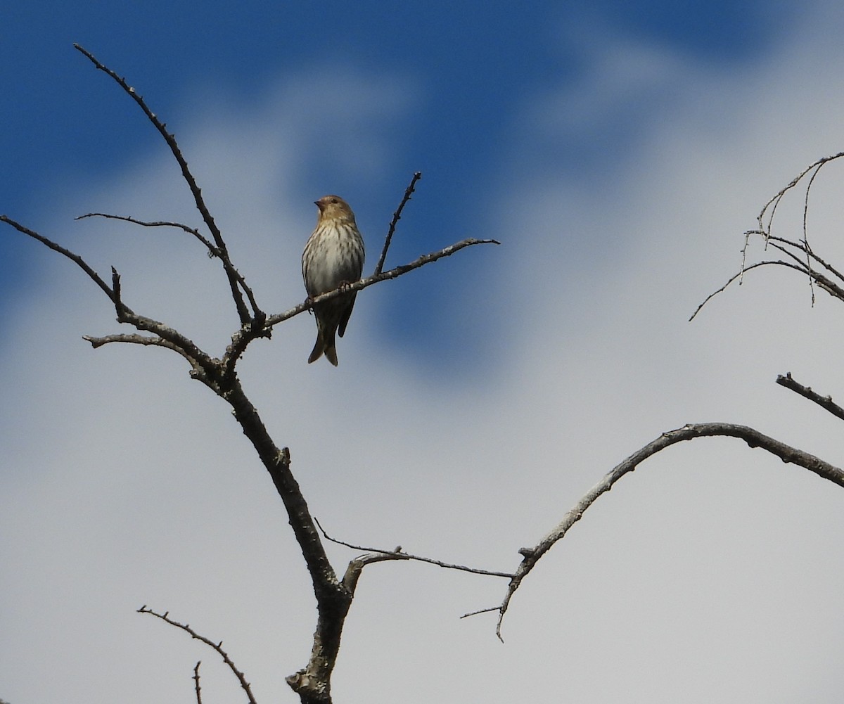 Pine Siskin - ML652425038