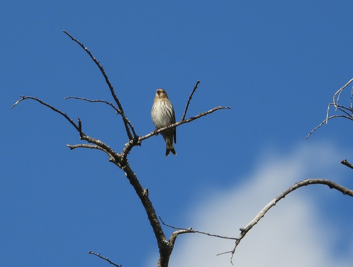 Pine Siskin - ML652425039