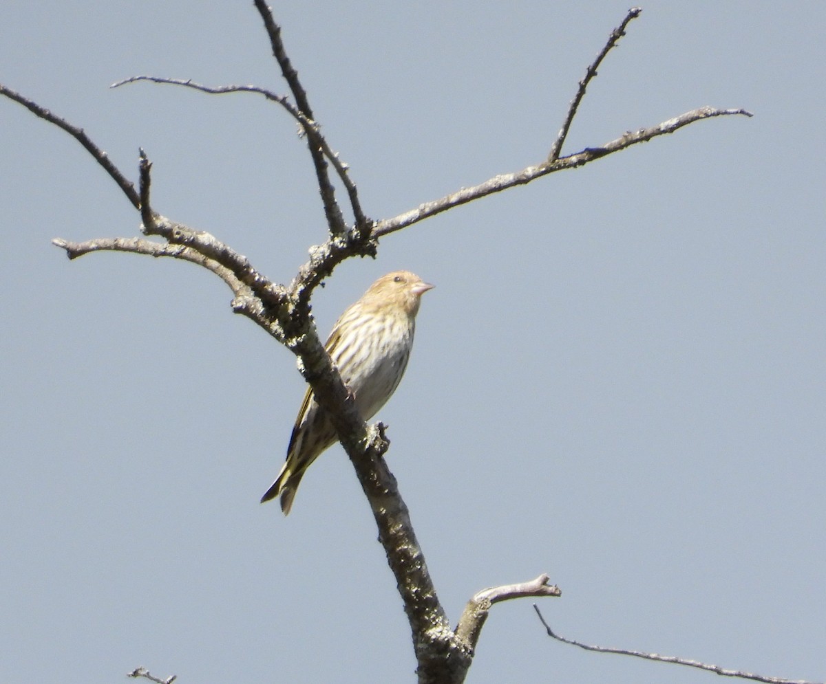 Pine Siskin - ML652425040