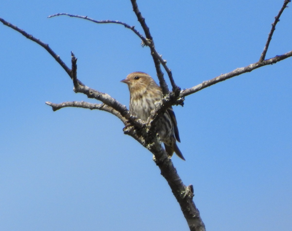 Pine Siskin - ML652425041