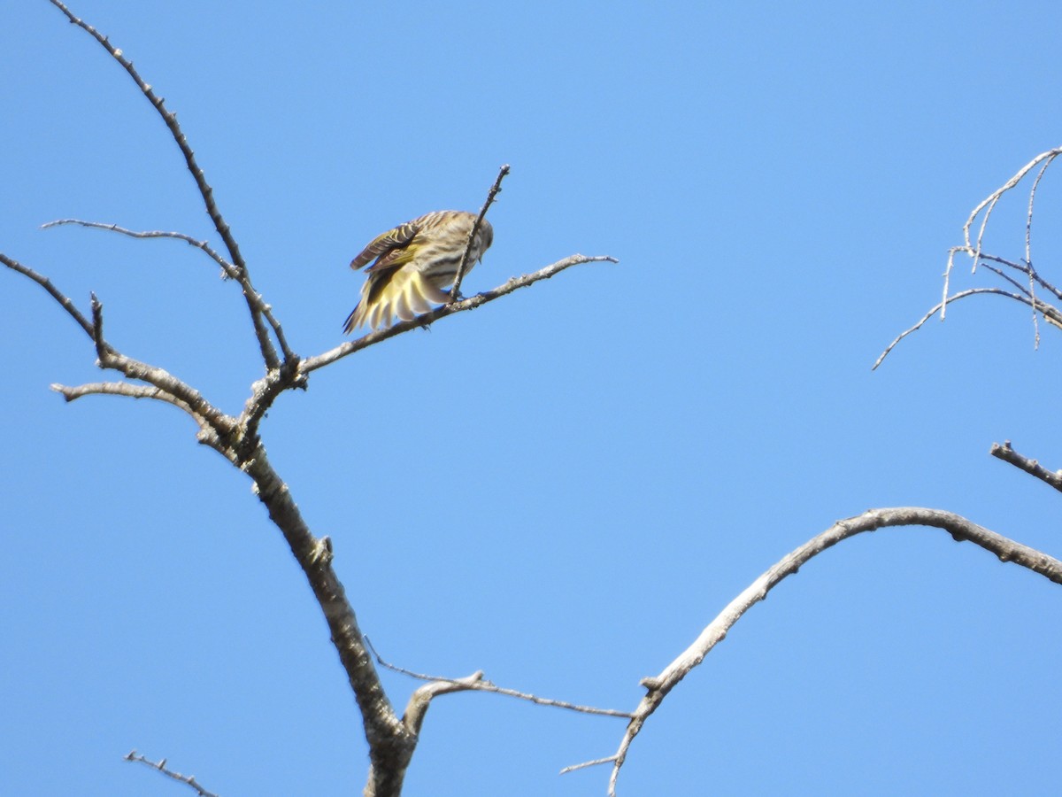 Pine Siskin - ML652425044