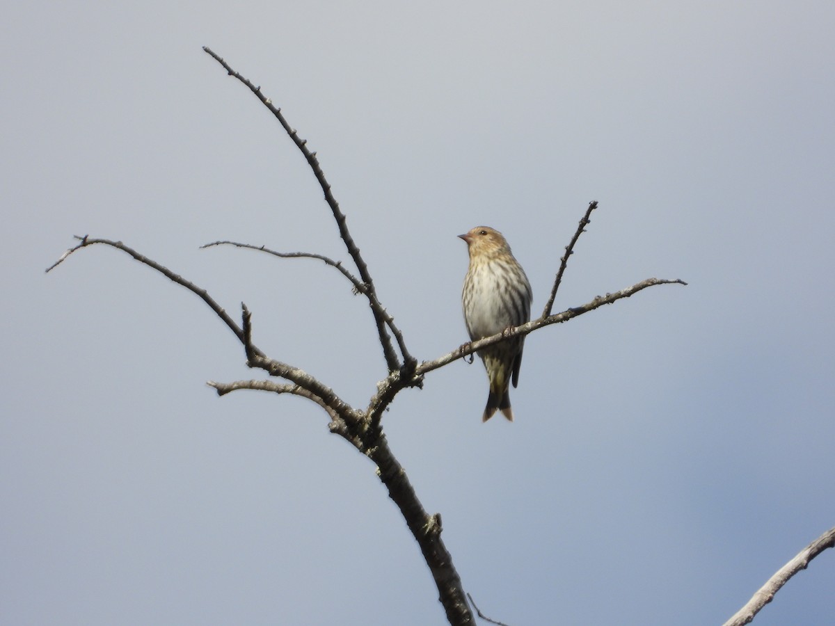 Pine Siskin - ML652425045