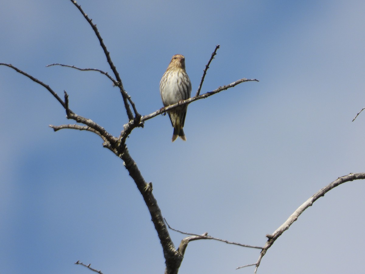 Pine Siskin - ML652425046