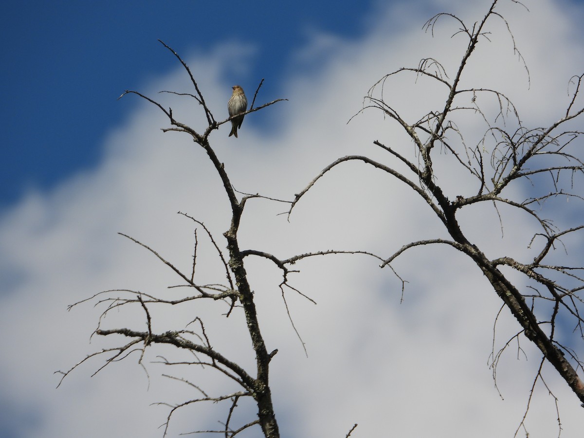 Pine Siskin - ML652425047