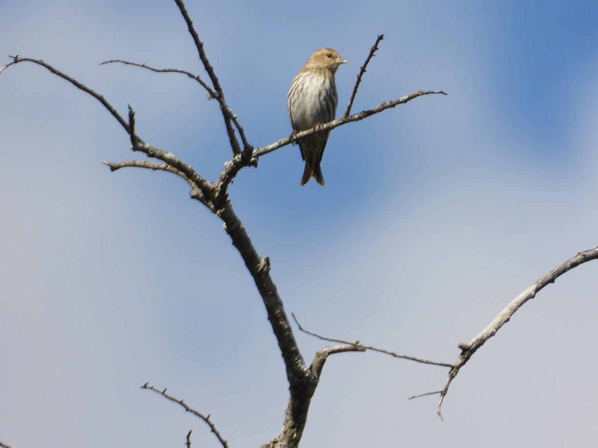 Pine Siskin - ML652425048