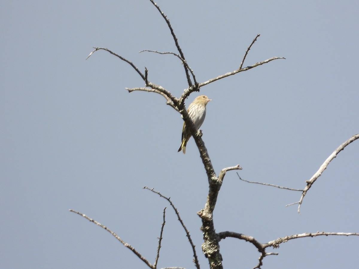 Pine Siskin - ML652425049