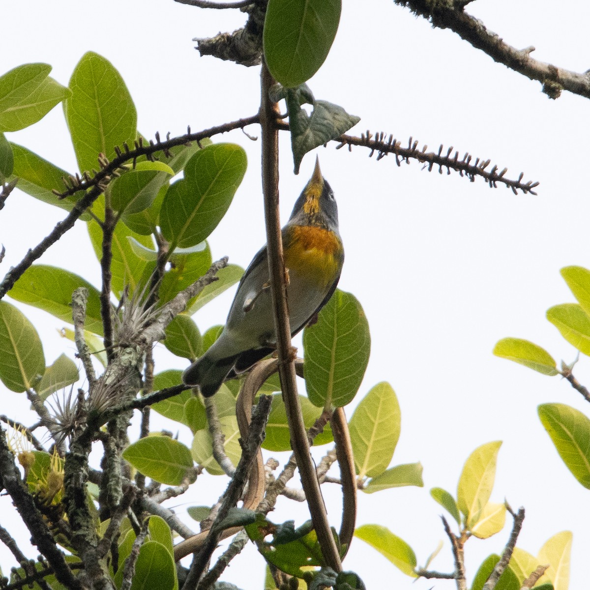 Northern Parula - ML652425290