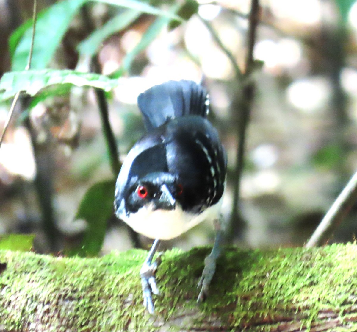 Batará Mayor - ML652425589