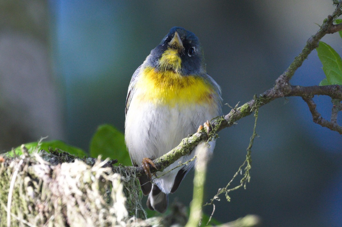 Northern Parula - ML652425746