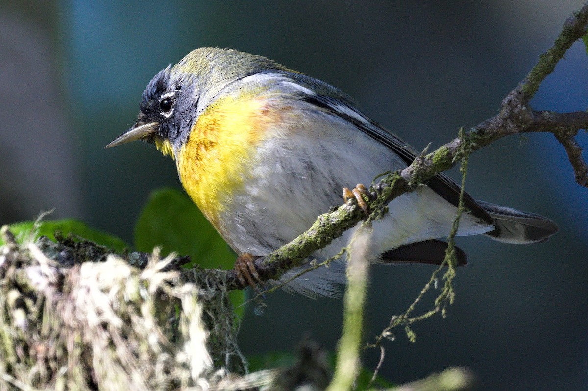 Northern Parula - ML652425773