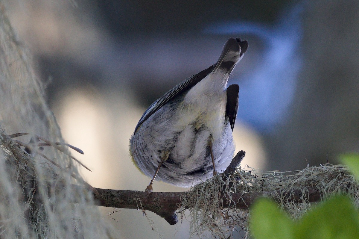 Northern Parula - ML652425778