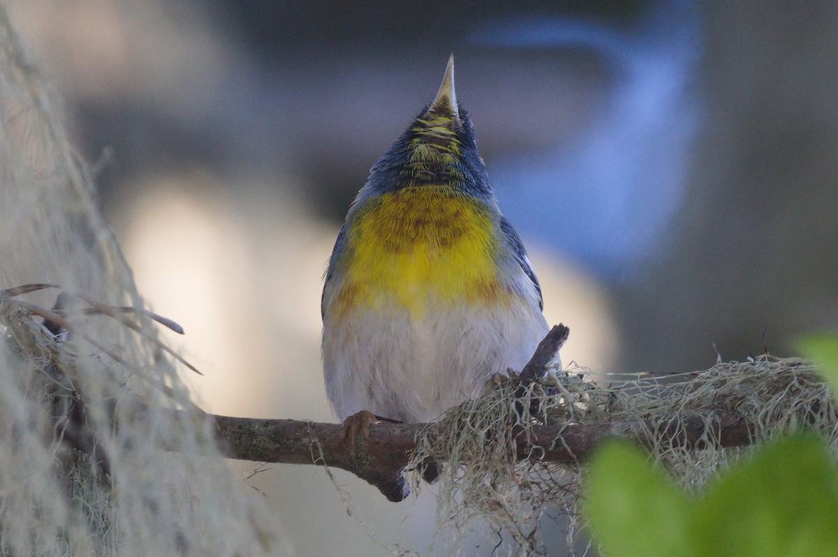 Northern Parula - ML652425781