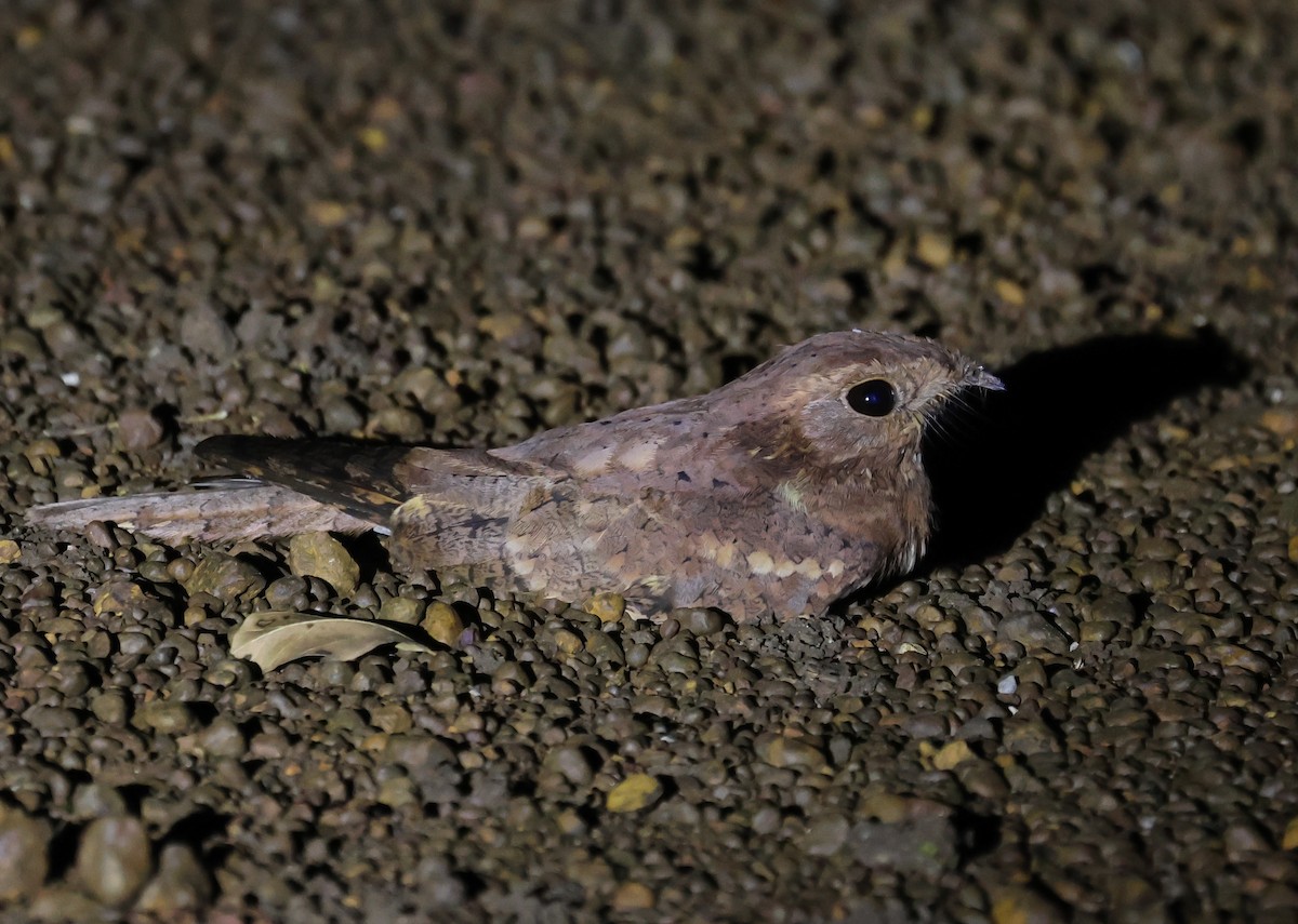 Plain Nightjar - ML652425893